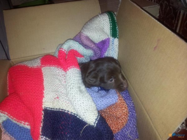 У Луцьку безплатно віддають котиків і цуциків. ФОТО